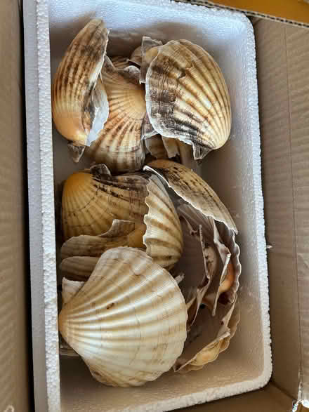 Photo of free Large scallop shells (The Dales IP1) #1