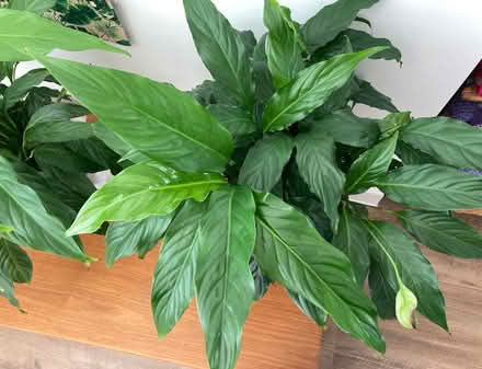 Photo of free Live large plants Peace Lilies in terracotta pots (Mile Oak BN41) #3