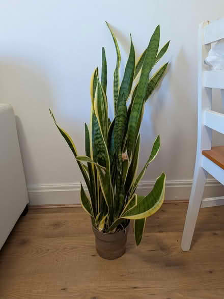 Photo of free House plants (TW3) #3