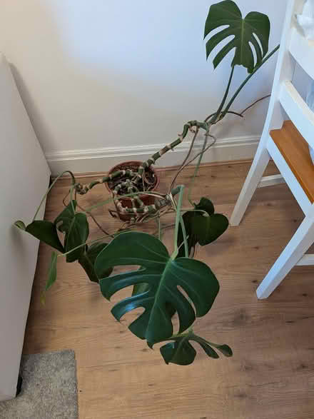 Photo of free House plants (TW3) #2