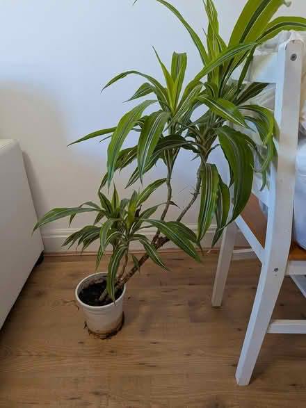 Photo of free House plants (TW3) #1