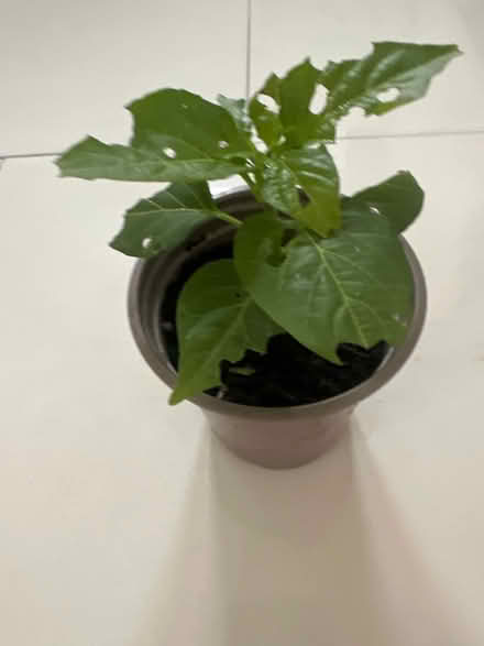 Photo of free Chilli plant , African spear pup (CO4 9 Colchester) #1