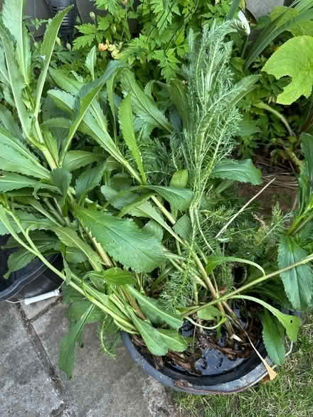Photo of free Plants (Longsight M18) #1