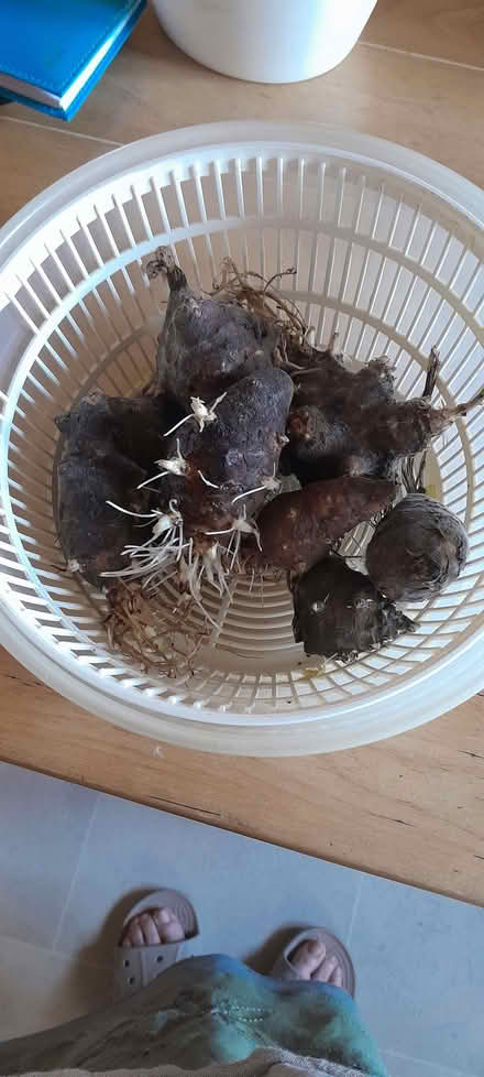 Photo of free Jerusalem Artichokes (Kington HR5) #1