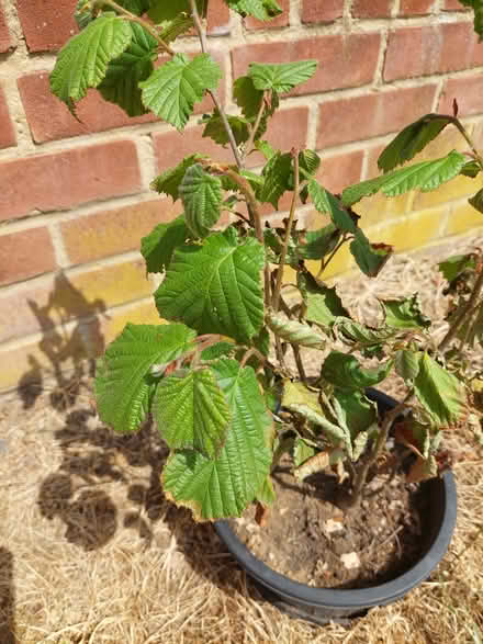 Photo of free Hazel nut tree (Laindon) #1