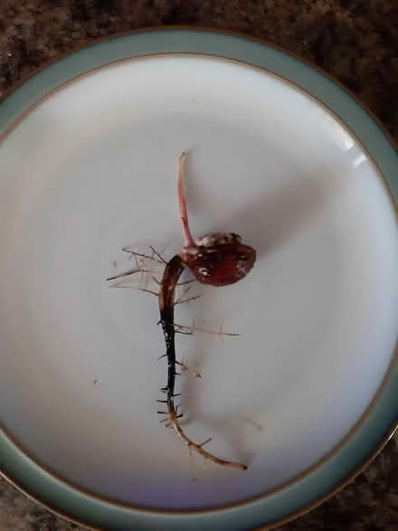 Photo of free Walnut seedling, now potted (Somerton TA11) #1