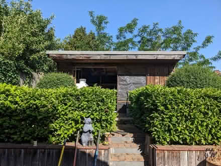 Photo of free GREEN HEDGES - Kingsbury (NW9) #2
