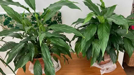 Photo of free Live large plants Peace Lilies in terracotta pots (Mile Oak BN41) #2