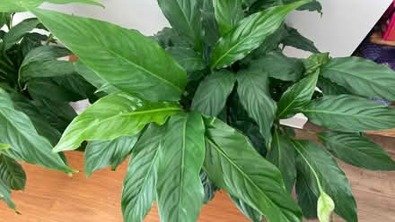 Photo of free Live large plants Peace Lilies in terracotta pots (Mile Oak BN41) #1