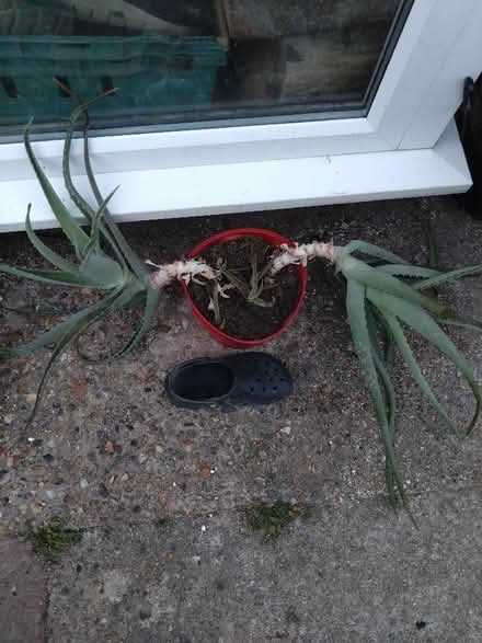 Photo of free Large Aloe Vera (Wallands Park BN7) #1