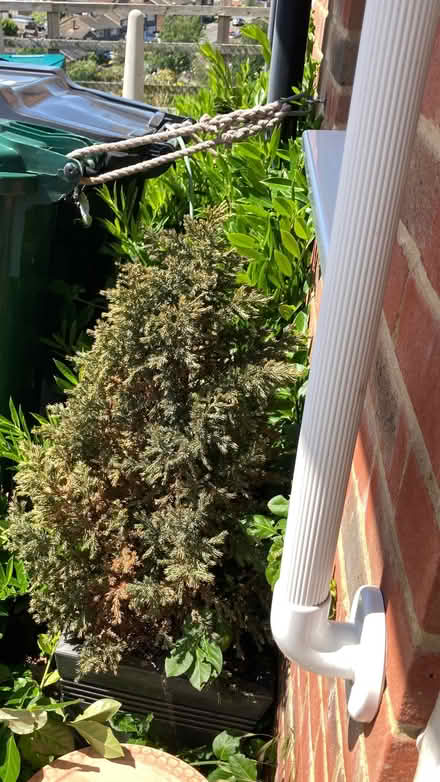 Photo of free Two Juniper trees in need of care (Mile Oak BN41) #1