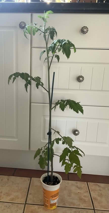 Photo of free Tomato plant (sweet millions) (Collier row romford. RM5) #1