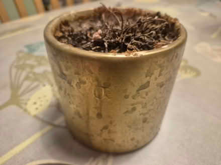 Photo of free Indoor plant pot (Wokingham RG40) #1