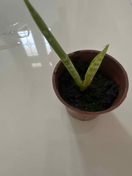 Photo of free Chilli plant , African spear pup (CO4 9 Colchester) #2