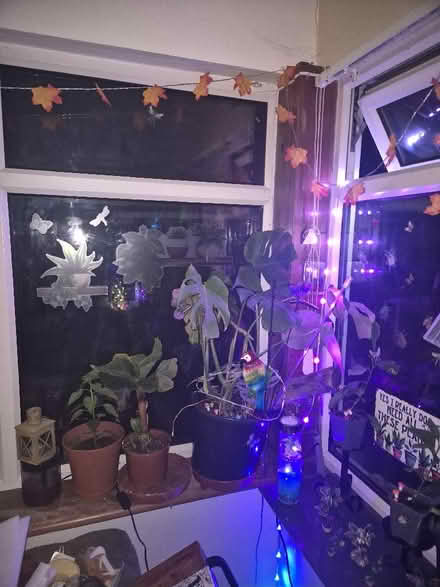 Photo of House plants or cuttings (Cliftonville CT9) #3