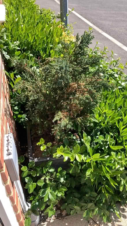 Photo of free Two Juniper trees in need of care (Mile Oak BN41) #2