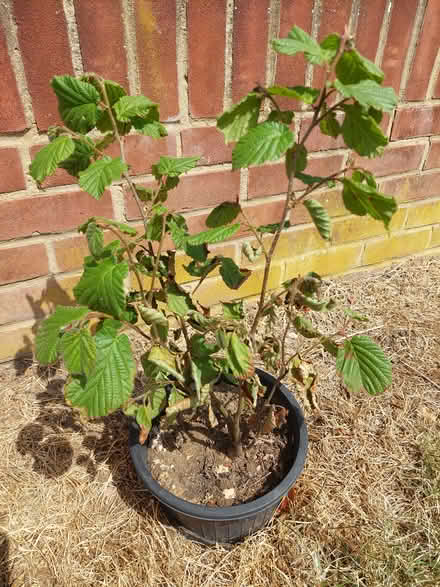 Photo of free Hazel nut tree (Laindon) #2