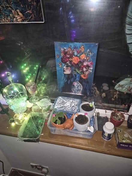 Photo of House plants or cuttings (Cliftonville CT9) #4