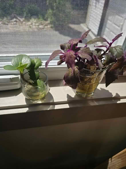 Photo of free Rooted plants ready for potting up (Vanier north) #1