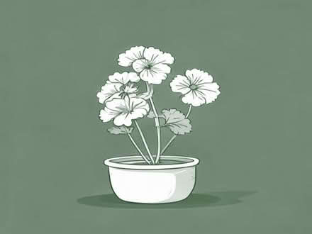 Photo of Geraniums (Kemptown BN2) #1