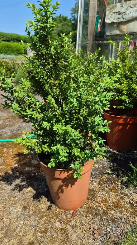 Photo of free Box hedge plants (Whitton LD7) #2