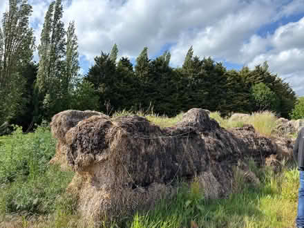 Photo of free Old straw (Croydon SG8) #1
