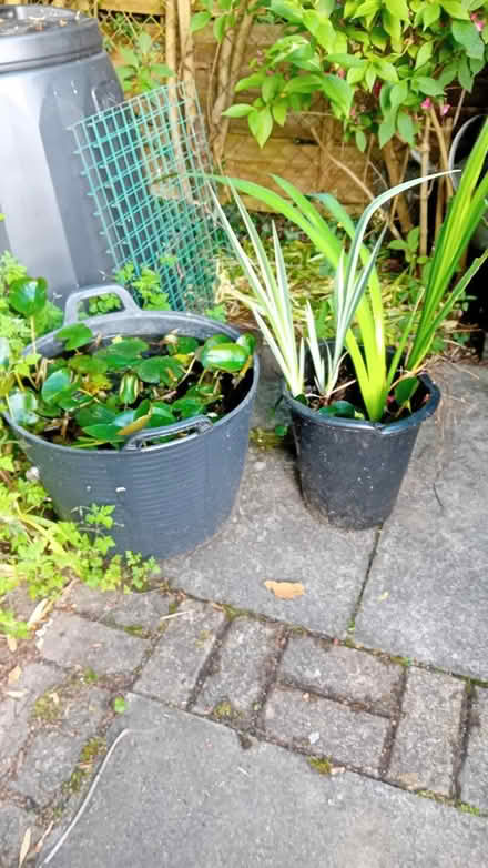 Photo of free Water plants (Greenlands, Redditch B98 7) #1