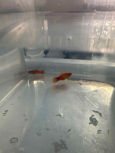 Photo of free 2 Toy Fish From Tiktok (b23 5ha) #3