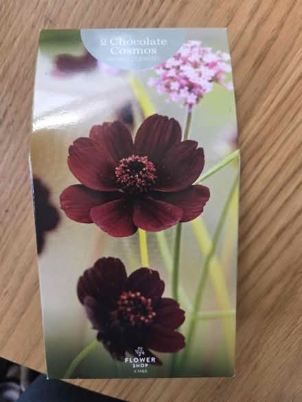 Photo of free Cosmos bulbs (Oldfield Park BA2) #1