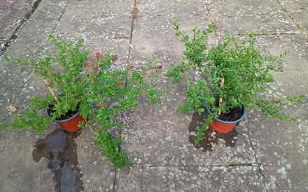 Photo of free Pink escallonias (Shoreham BN43) #1