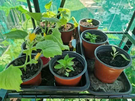 Photo of free Cucumber and pepper plants (Upminister) #1