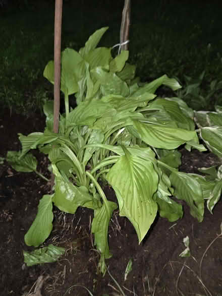 Photo of free Hostas and lillies (Moodie Drive and Carling Ave) #1