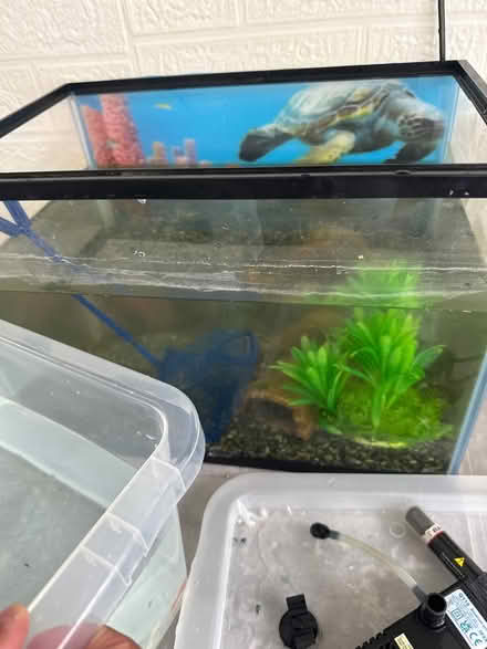 Photo of free 2 Toy Fish From Tiktok (b23 5ha) #2