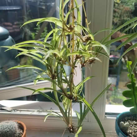 Photo of free Baby spider plants (Hailsham BN27) #1