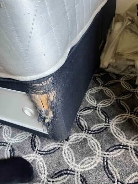 Photo of free double divan bed only (no matress) (Werrington PE4) #3