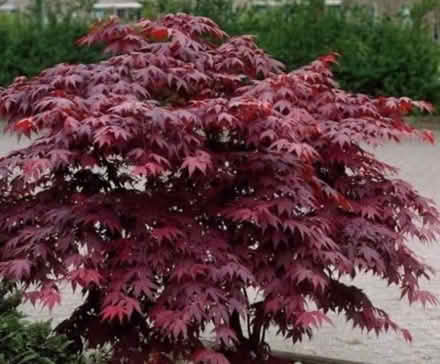 Photo of Japanese Maple plants (Iver UB8) #1