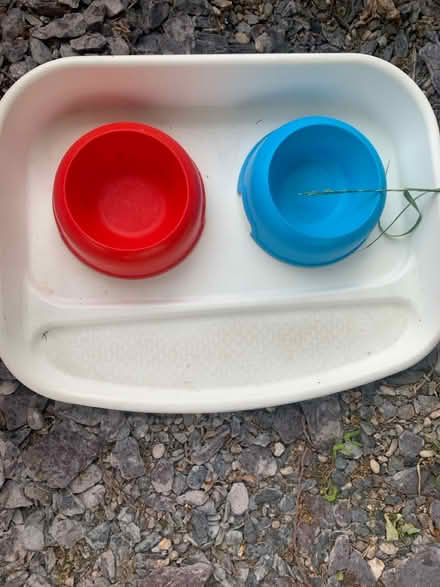 Photo of free Cat bowls (Southend on sea SS1) #1