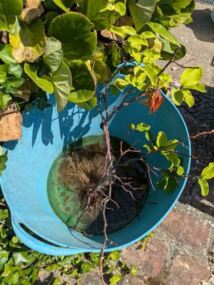 Photo of free Quince Sapling (Wheathampstead AL4) #1