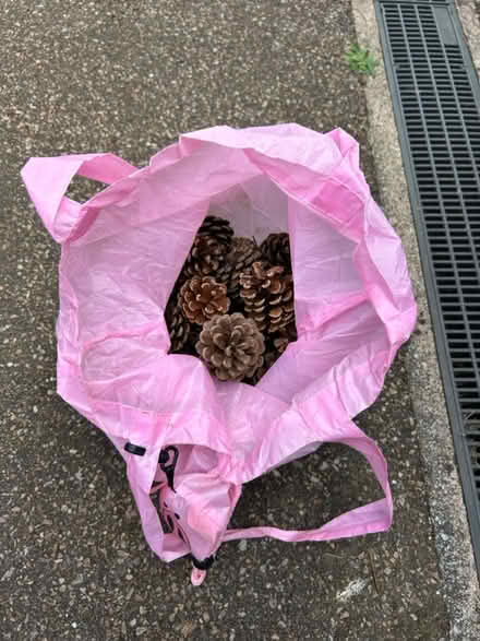 Photo of free Pine Cones(& Bag) (Exmouth EX8) #1