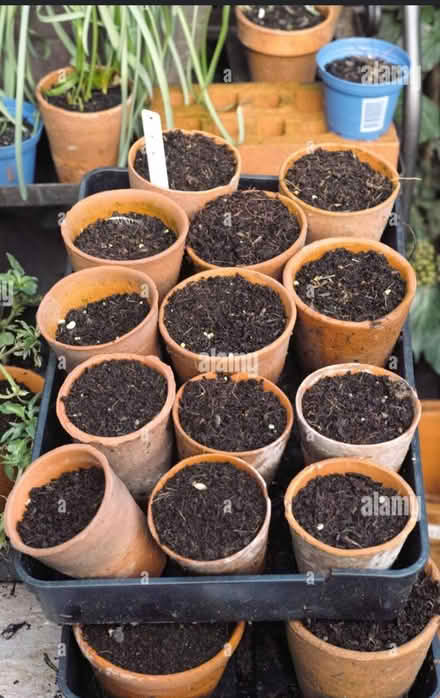 Photo of Plant pots with compost (Stevenage SG1) #1