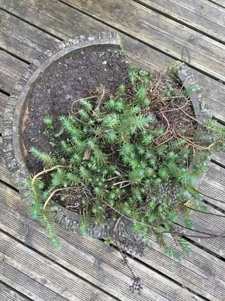 Photo of free Round planter (High Storrs, S11) #2