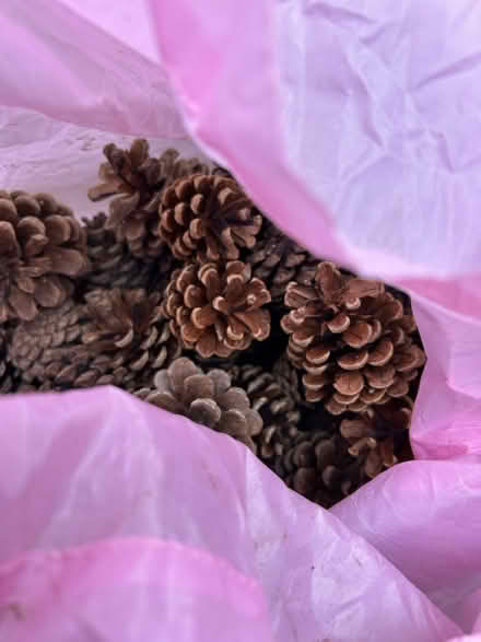 Photo of free Pine Cones(& Bag) (Exmouth EX8) #2