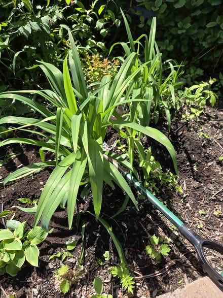 Photo of free Hostas and lillies (Moodie Drive and Carling Ave) #2