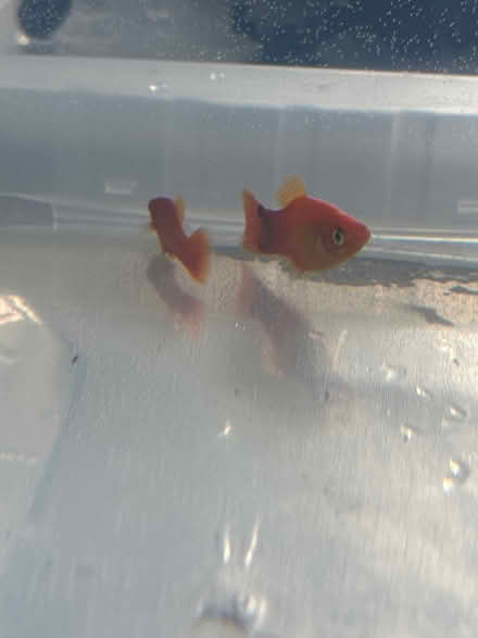 Photo of free 2 Toy Fish From Tiktok (b23 5ha) #1