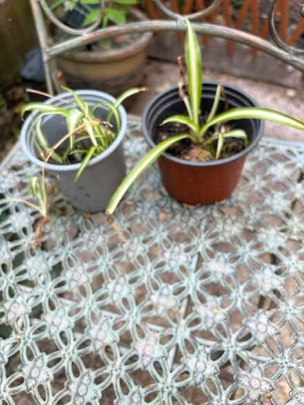 Photo of free Spider plants (Westbury Wilts BA13) #1