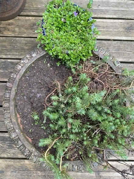 Photo of free Round planter (High Storrs, S11) #1