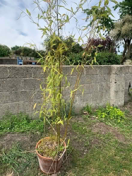 Photo of free 3xBamboo plants 2 in pots (Stillorgan Dublin) #1
