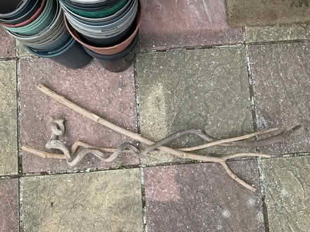 Photo of free Curly long sticks (Mottingham) #1