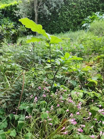 Photo of free Saplings: oak and hazel (NR3) #3