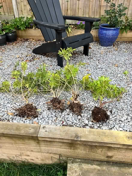 Photo of free 4 Choisya Plants (Townsend AL3) #1